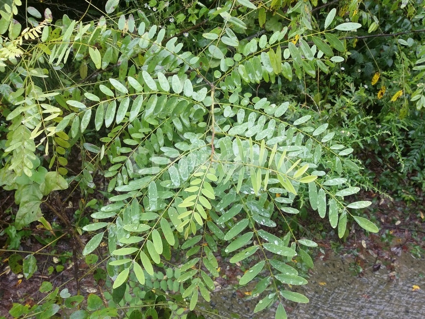 식물,plant,초록,자연,잎,나뭇잎,식물,자연,plants,nature
