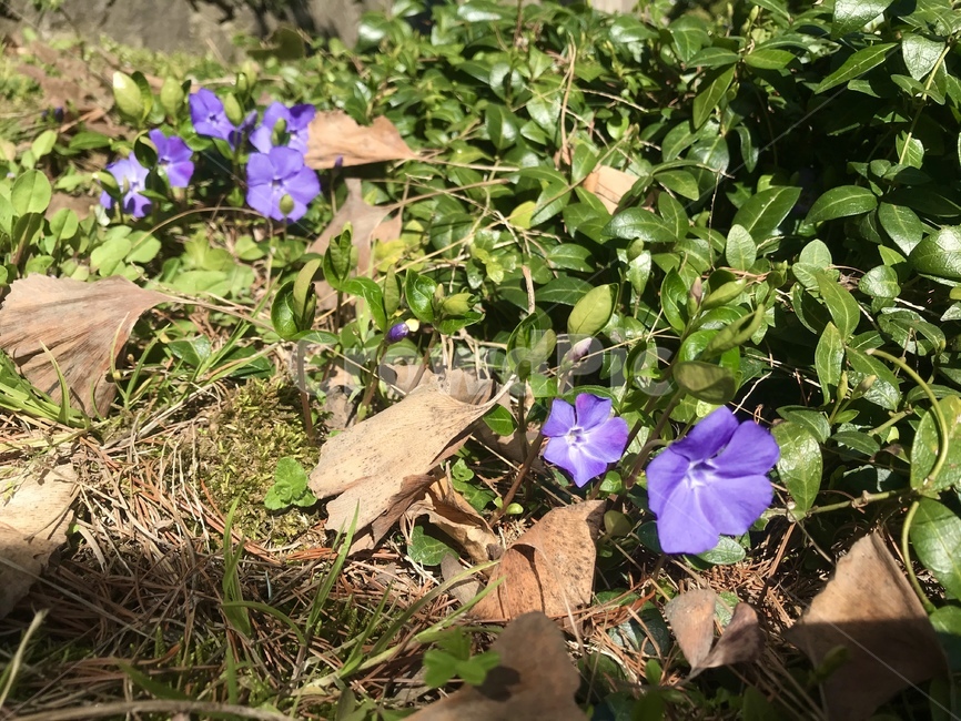 blossom,꽃,flower,plant,식물