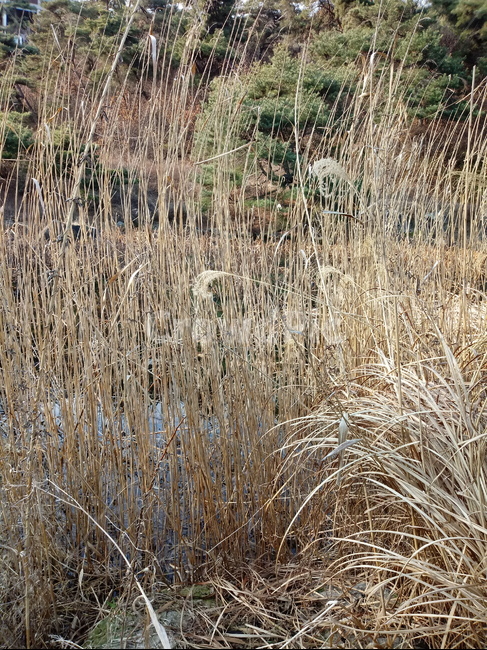 식물,길대,겸가,蒹葭,reed,commonreed