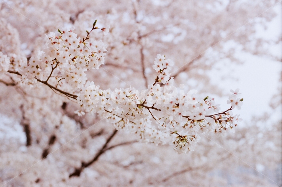 벚꽃,꽃,나무,봄,벚나무,식물,자연,plants,nature,꽃,flower