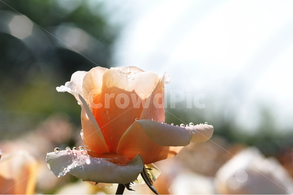 장미,꽃,꽃사진,rose,flower,정열,식물,자연,plants,nature,꽃,flower,휴식,힐링,rest,relaxation,healing