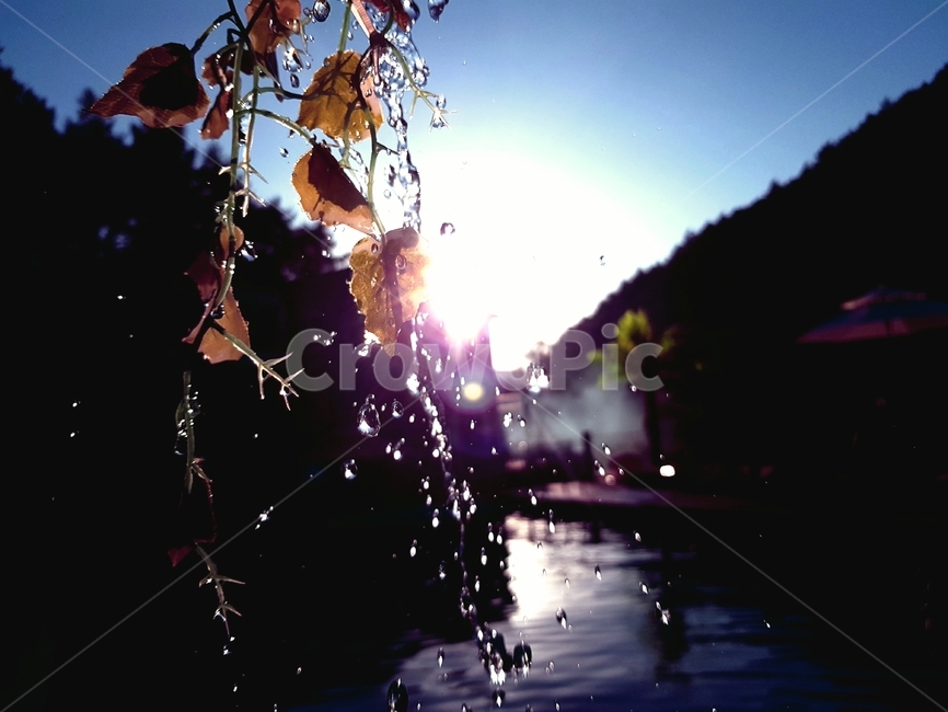 자연,물,water,nature,빛,sunlight,식물,자연,plants,nature