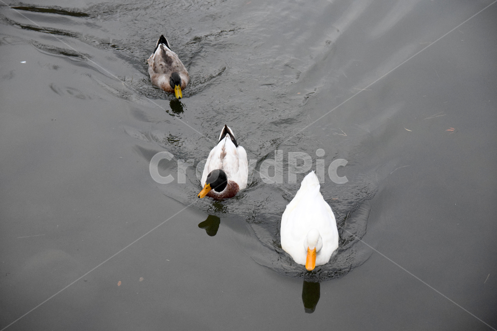 거위,오리,청둥오리,오릿과,조류,새,호수,물,헤엄치는,lake,goose,duck,동물,animal,조류,새,birds