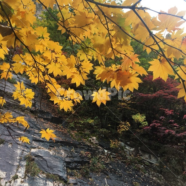 plant,leaf,단풍,가을,maple,단풍잎,잎,tree,단풍나무,가을,계절,fall,autumn,season,나무,trees,wood,식물