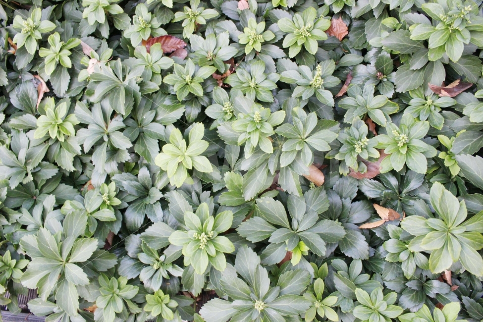 잎,식물,자연,초록,초록색,봄,여름,햇빛,햇살,식물,자연,plants,nature