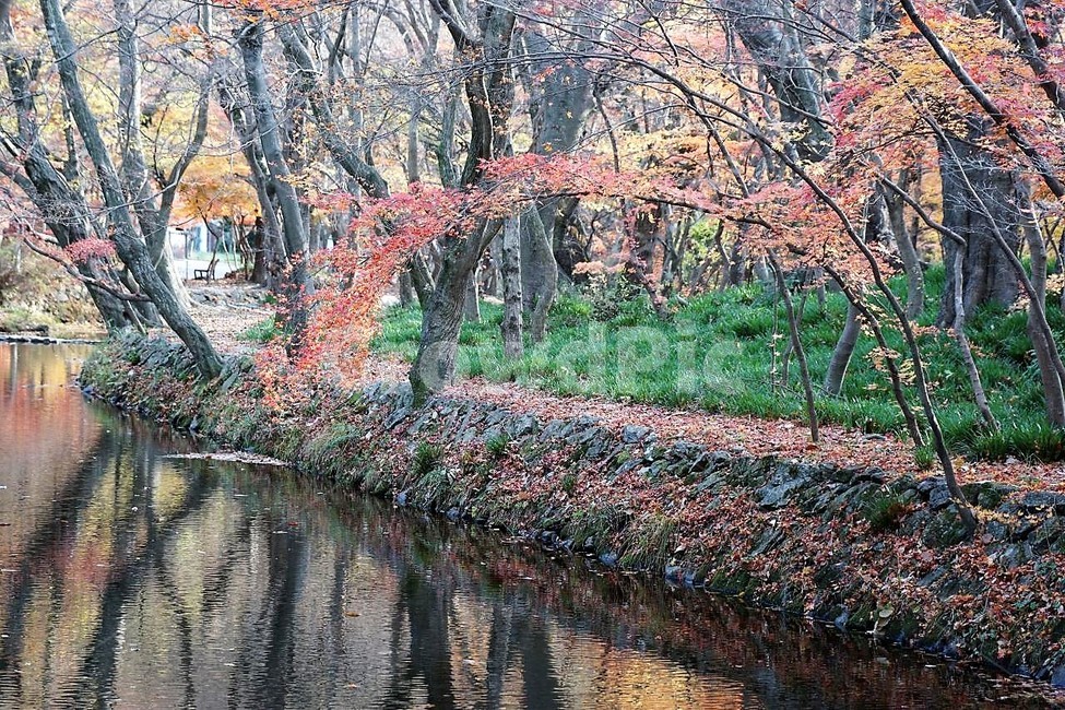 가을,단풍잎,나무,자연,계절,풍경,낙엽,nature,autumn,season,고창,선운사,시냇물,노란색,붉은색,가을,계절,fall,autumn,season,자연,풍경,nature,landscape,tree,plant,식물