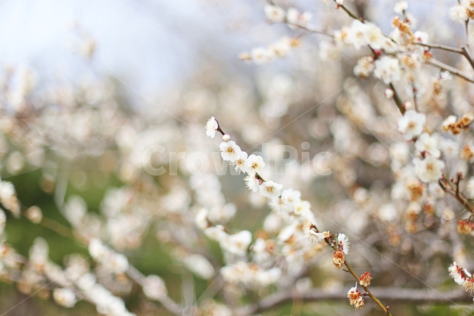 매화,매화마을,매화꽃,꽃,매화축제,봄,계절,spring,season,식물,자연,plants,nature,꽃,flower,plant,blossom