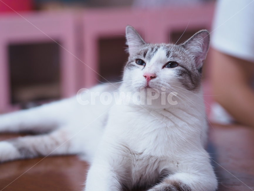 Meow,mixed cat,kitty,Pets,kitten,mammal,cat,cuteness,animal,butler,pet