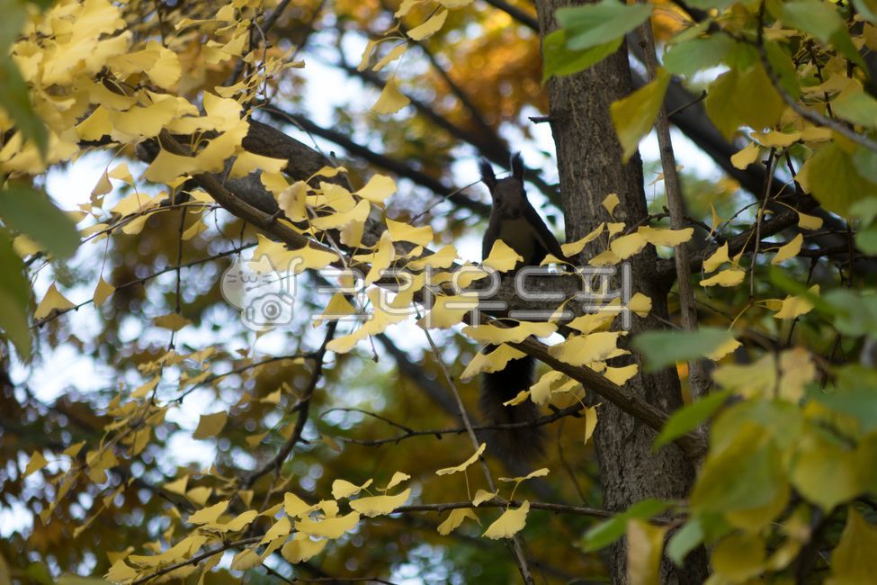 Squirrel,Siberian squirrel,Squirrel family,Ginkgo tree,Squirrel sitting on a tree