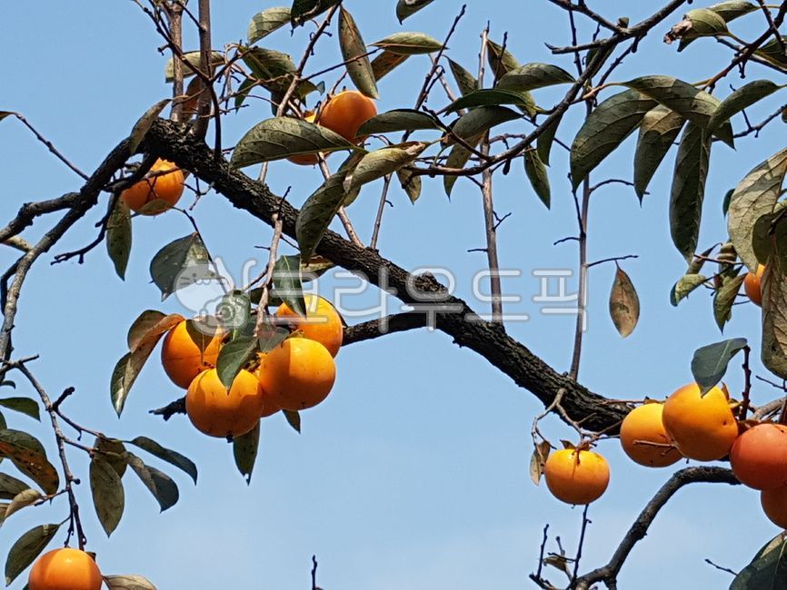 감,홍시,모화과,열매,과일,plant,식물,fruit,persimmon