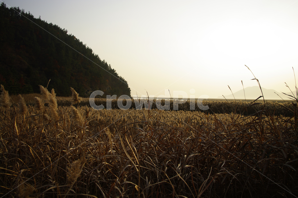 풍경,갈대밭,갈대,식물,plant,순천만,자연,풍경,nature,landscape,grass,잔디,vegetable,야채,food,음식,grain,곡물