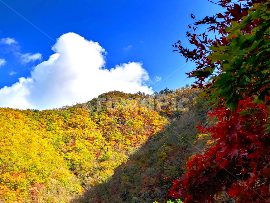 단풍,가을,산,나무,붉은단풍,가을,계절,fall,autumn,season,자연,풍경,nature,landscape,leaf,잎,plant,식물