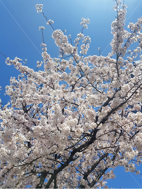 plant,식물,blossom,flower,꽃,벗꽃,벗꽃나무,봄,spring,풍경