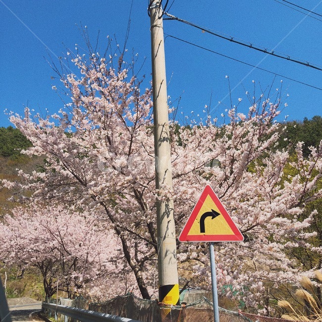 벚꽃,자연,하늘,봄,꽃