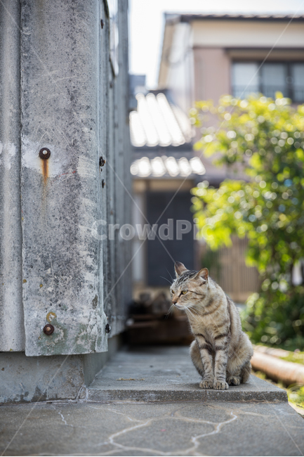 고양이,길고양이,길거리,시골,아이노시마,낡은건물,동물,animal,포유류,mammal,고양이,cat,kitten,kitty