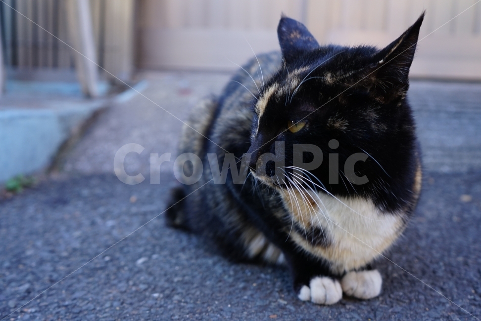 고양이,길고양이,도로,수염,동물,animal,cat,동물,animal,고양이,cat,kitten,kitty,포유류,mammal