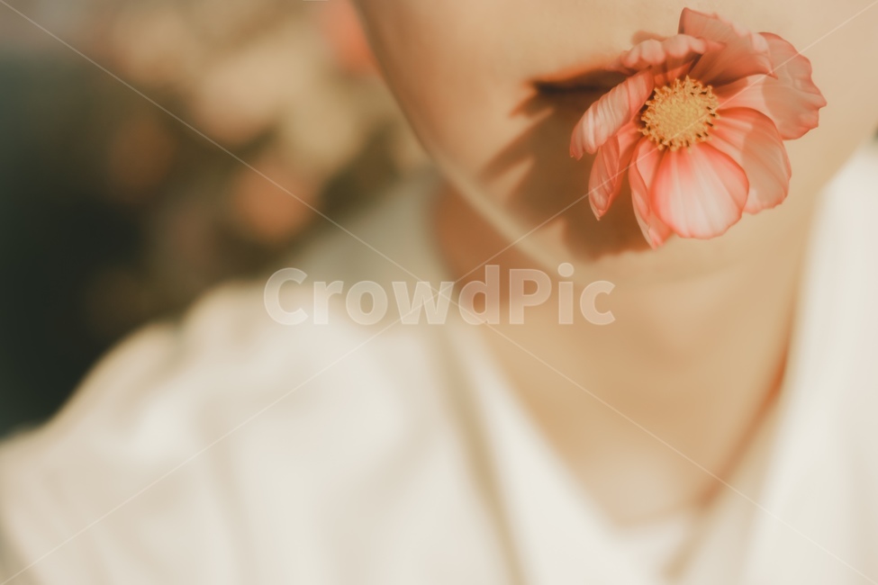 꽃,flower,cosmos,코스모스,감성,가을,계절,fall,autumn,season,감성,sensible,feeling
