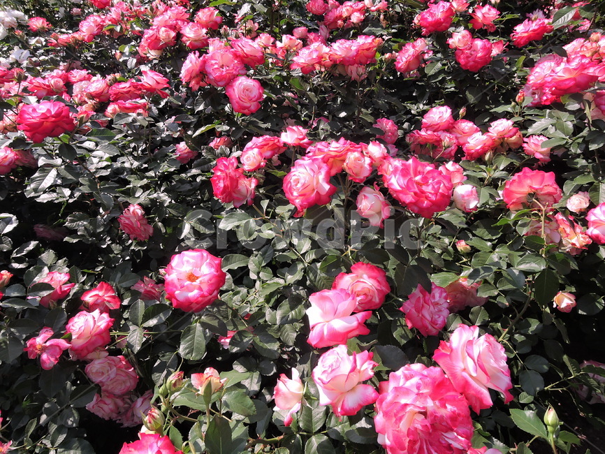 장미,장미원,장미꽃,flower,rose,꽃,식물,화원,장미공원,공원,식물,자연,plants,nature,꽃,flower