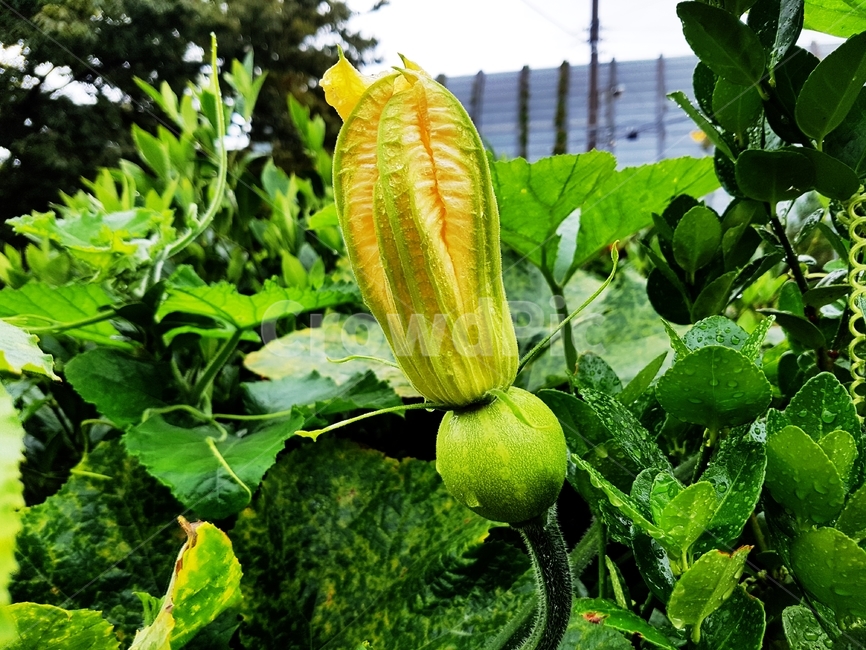 호박꽃,꽃,암꽃,덩굴채소,식용꽃,식물,moschata,약용식물,식물,자연,plants,nature