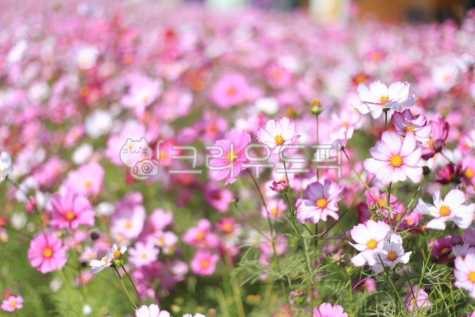 가을날,코스모스,향기,들판,꽃,풍경