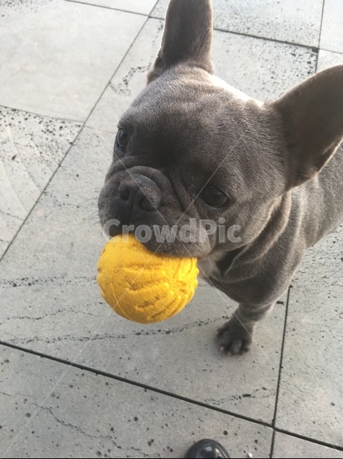 불독,frenchbulldog,프랑스불독,animal,동물,pet,dog,개,애완동물,동물,animal,포유류,mammal,개,강아지,dog,doggy