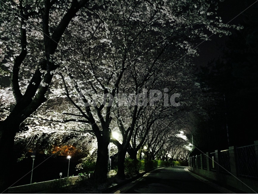 봄,벚꽃,밤,풍경,spring,봄,계절,spring,season,자연,풍경,nature,landscape,plant,식물,tree,나무,tree trunk,나무 줄기