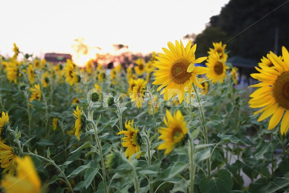해바라기,해질녘,일몰,가을꽃,노을,해바라기밭,꽃,가을나들이,나들이,감성사진,plant,식물,flower,blossom,식물,자연,plants,nature,꽃,flower