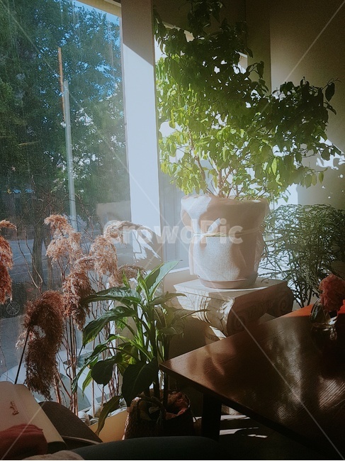 화분,카페,인테리어,정원,식물