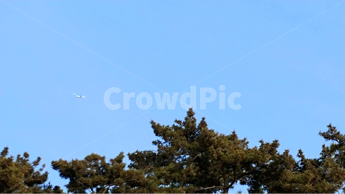 비행기,나무,숲,하늘,자연,풍경,시원함,airplane,tree,sky,wood,forest,nature,scenery,cool,자연,풍경,nature,landscape,식물,plants,나무,trees,wood,flying,나는,animal,동물,bird,새