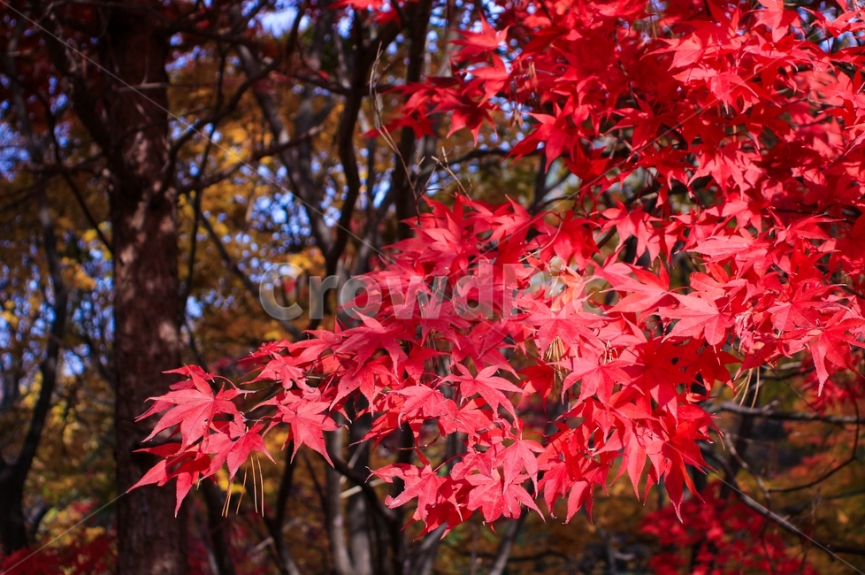 가을,감성,울긋불긋,단풍,낙엽,풍경,나무,단풍잎,자연,가을,계절,fall,autumn,season,식물,자연,plants,nature,leaf,잎,plant,tree,maple