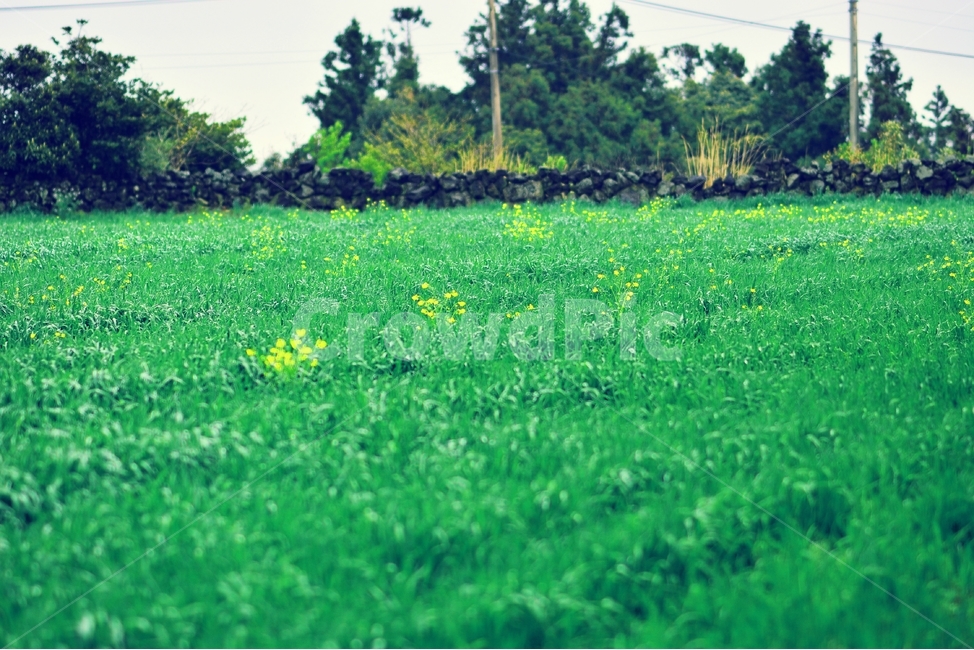 봄,꽃,풍경,감성,제주,자연,식물,plants,nature,flower,밭,시골,시골풍경,제주시골,제주풍경,노란색,계절,풀밭,봄,계절,spring,season,제주도,jeju,jeju island,시골,마을,풍경,landscape,country,rural,town,감성,sensible,feeling,grassland,목초지,outdoors,옥외,field,들,농촌,farm,농장