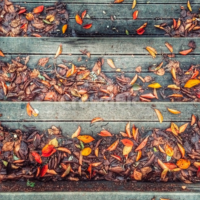 가을,낙엽,레드,단풍,감성사진,색감,색채,autumn,fall,season,가을,계절,fall,autumn,season