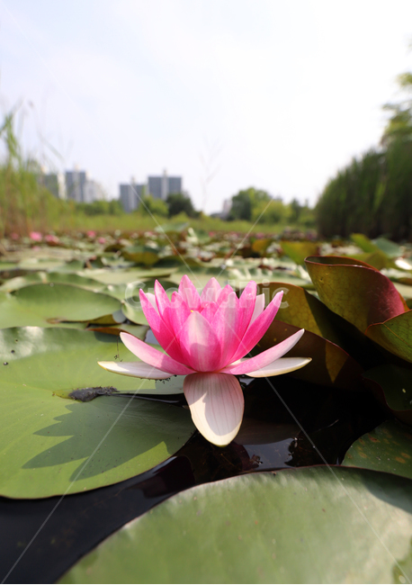 일산호수공원,잉어,고양시,호수공원,습지,자연,연꽃,식물,자연,plants,nature,꽃,flower
