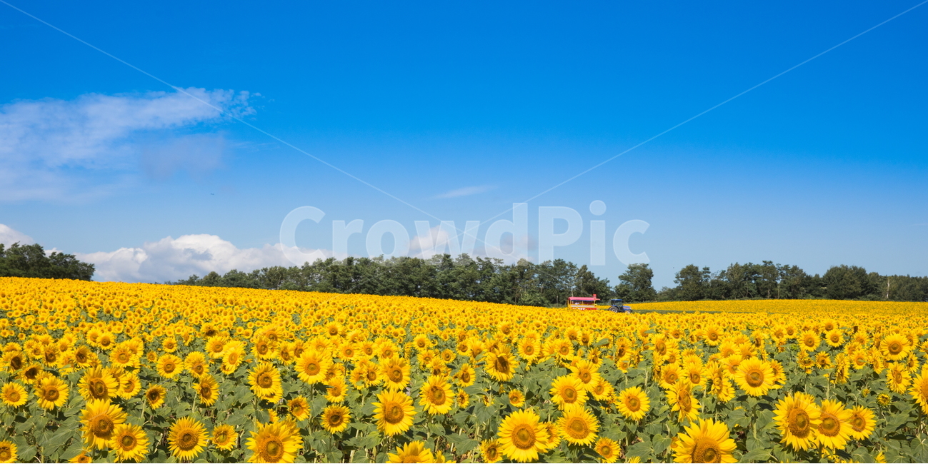 해바라기,해바라기꽃,선플라워,sunflower,꽃,flower,자연,풍경,nature,landscape,식물,plants,꽃,flower,plant