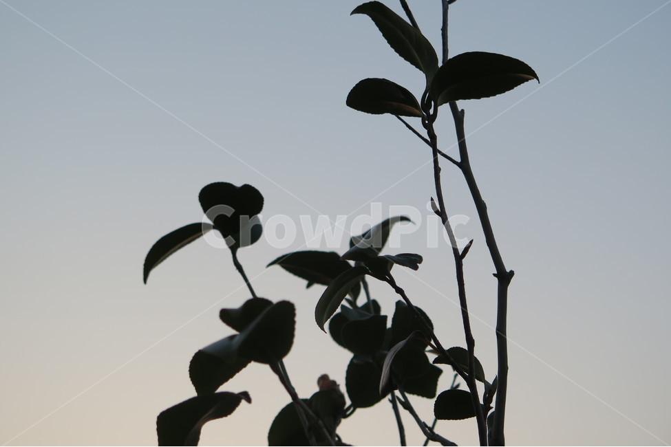 역광,노을,그림자,나뭇잎,실루엣,식물,자연,plants,nature,실루엣,그림자,silhouette,shadow