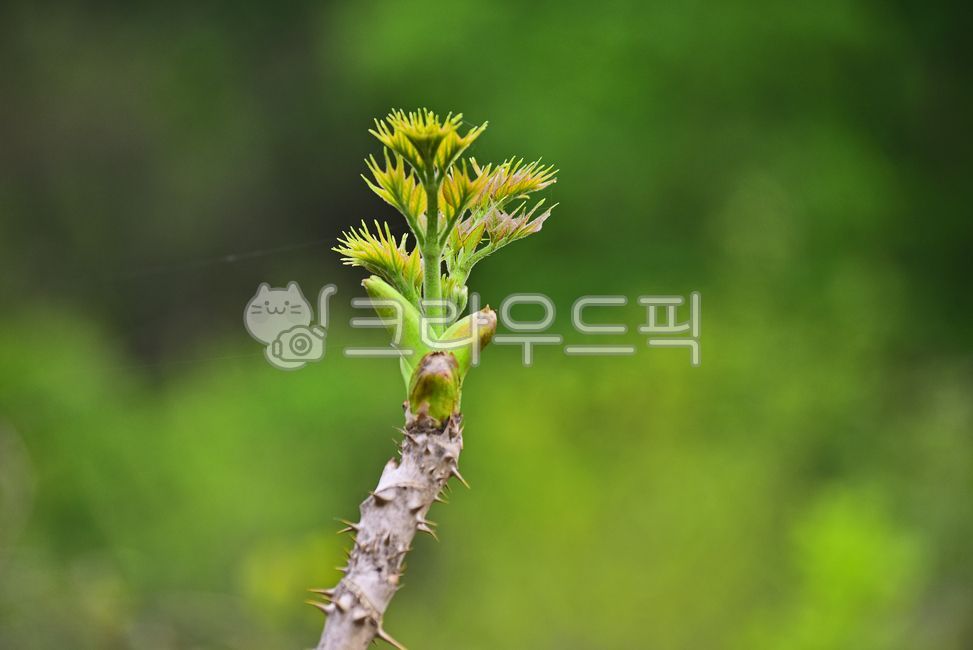 new leaf,Aralia,Aralia sprout,spring greens,ours,native,Food Ingredients,Aralia shoots,ingredients,thorn,nature,natural product,new sprout,Wild greens,tree branches,food,wild plants,background,plant,edible,domestically produced,wild vegetables,wild grass