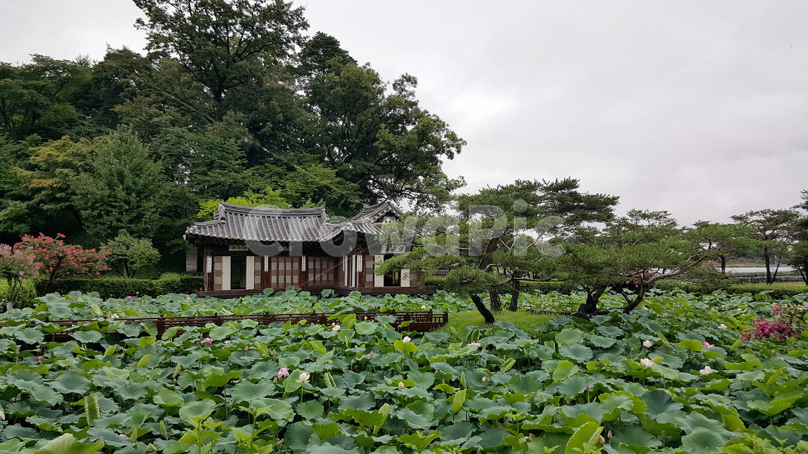 plant,식물,outdoors,옥외,연꽃,선교장,강릉,풍경,수련