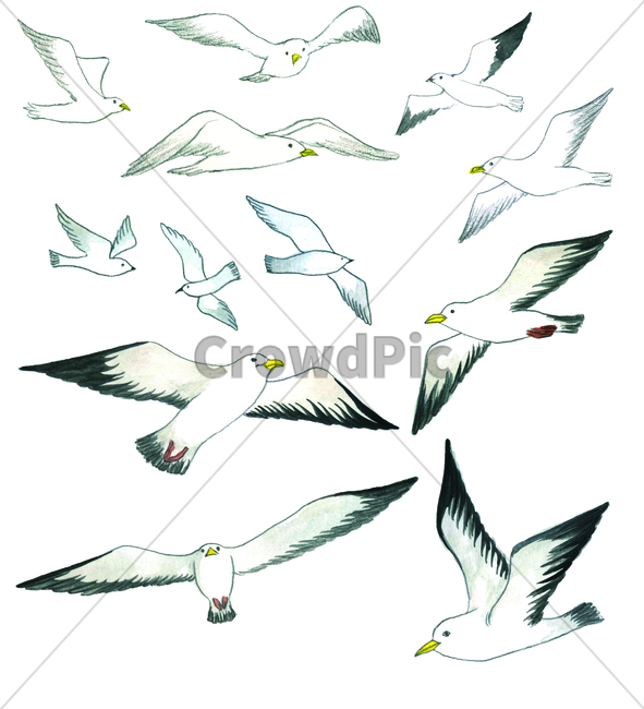 손그림,물감그림,handdrawing,watercolor,seagull,갈매기,새,bird