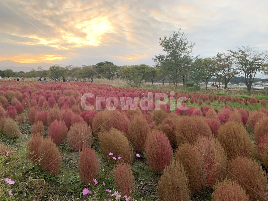 댑싸리,핑크뮬리,하늘,꽃,plant,식물,grass,잔디,자연,풍경,nature,landscape,식물,plants