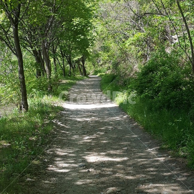 산책로,숲,등산,자연,길,나무,풀,산책,자연,풍경,nature,landscape,path,통로