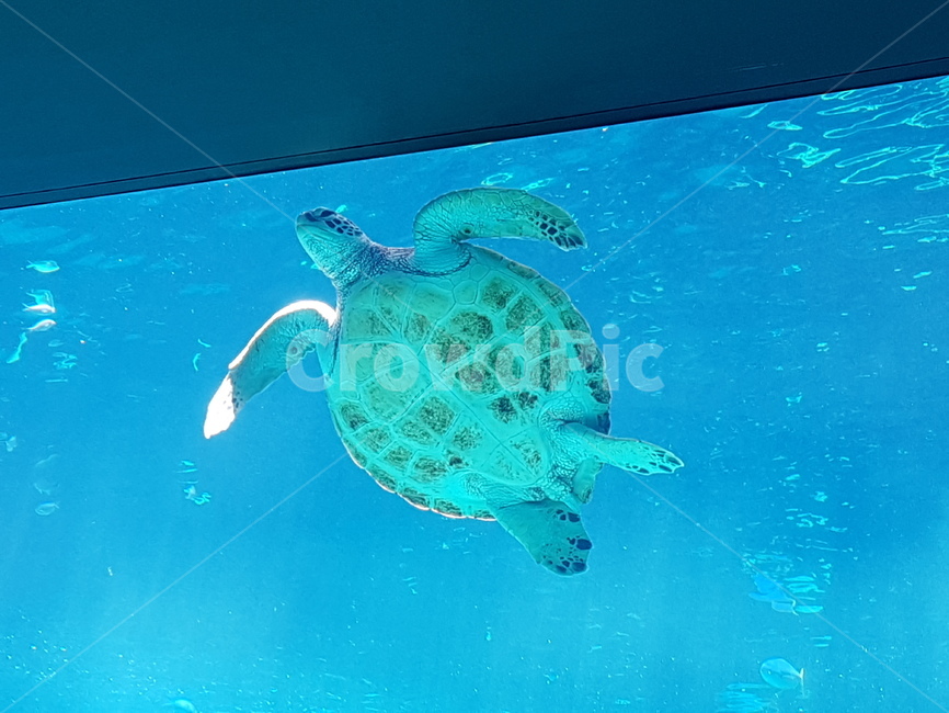 해양생물,sealife,동물,animal,거북이,동물,animal,파충류,양서류,reptile,amphibian