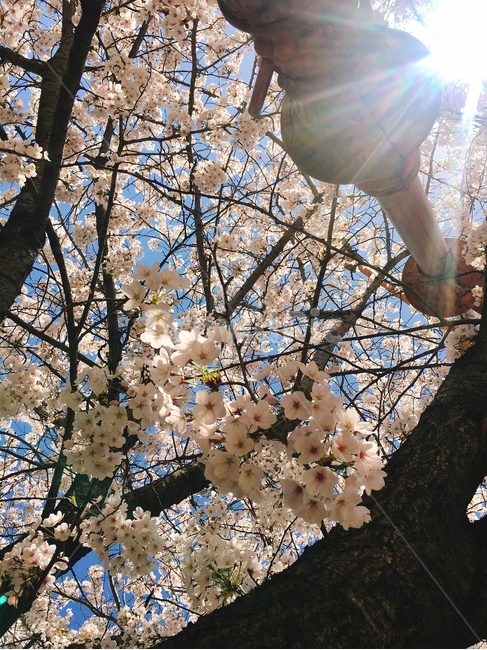 벚꽃,꽃,봄,하늘,벚꽃길,꽃놀이,꽃하늘,벚꽃하늘,햇살,풍경,봄,계절,spring,season,식물,자연,plants,nature,꽃,flower,plant,blossom