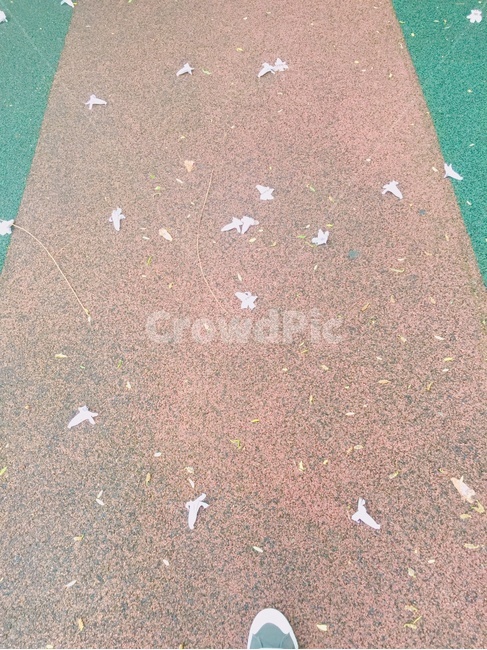 꽃,꽃잎,길,꽃길,아스팔트