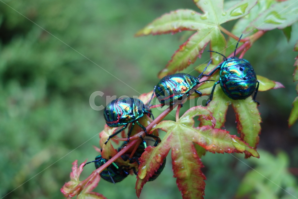 돈벌래,벌래,곤충,비온뒤,마실,동물,animal,곤충,벌레,insect,bug