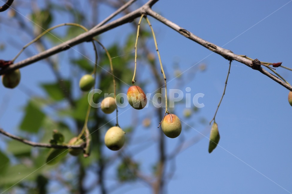 하늘,대추,대추나무,식물,열매,초록,갈색,파랑,sky,sora,jujube,natsume,chrysanthemum,natsumenoki,plants,shokubutsu,fruit,jitsu,green,midori,brown,chairo,blue,ao,식물,자연,plants,nature,과일,열매,fruit