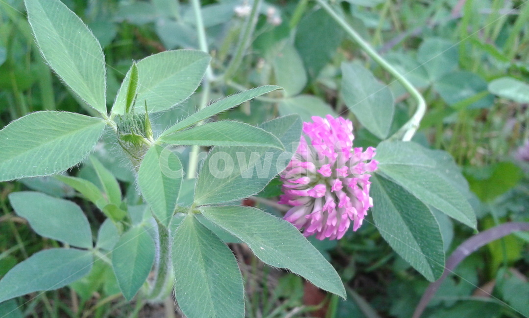 plant,식물,flower,꽃,초록,식물,자연,plants,nature