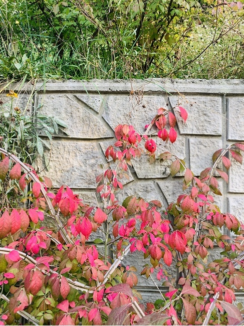 식물,plant,fall,autumn,가을,낙엽,단풍,하늘공원