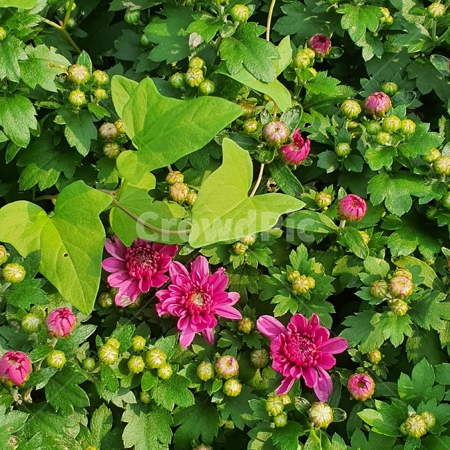 국화,꽃봉오리,가을,접사,closeup,blossom,flower,식물,plant,magenta,chrysanthemum,식물,자연,plants,nature,꽃,flower