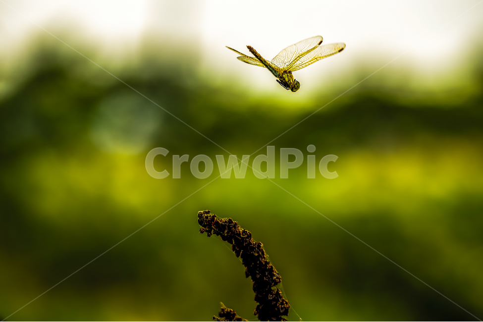 잠자리,자연,곤충,natute,벌레,식물,자연,plants,nature,동물,animal,곤충,벌레,insect,bug