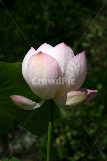 연꽃,연잎,식물,flower,plants,nature,꽃,꽃봉오리,연못,식물,자연,plants,nature,꽃,flower